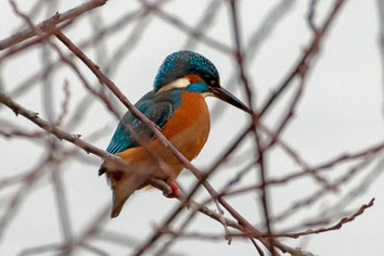 Eisvogel auf einem Baum beobachtet das Wasser
