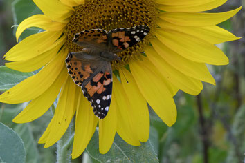Ein Distelfalter sitzt auf der Blüte einer Sonnenblume