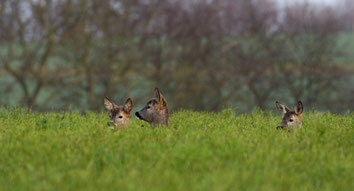 Man sieht nur die Köpfe dreier Rehe aus einem Feld bei Bruchsal schauen.