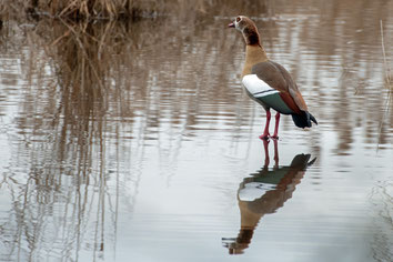 Nilgans im Wasser mit schönem Gefieder und einem Spiegelbild