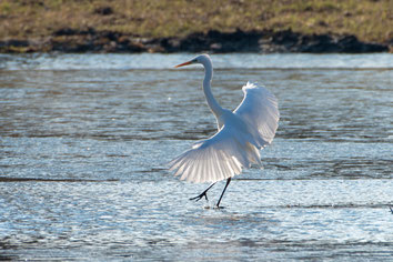 Ein Silberreiher breitet bei seiner Landung im See die Flügel aus