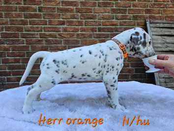 Mister Orange N/hu 25.05.2026