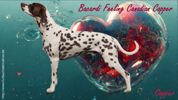 Bacardi Feeling Canadian Copper N/hu