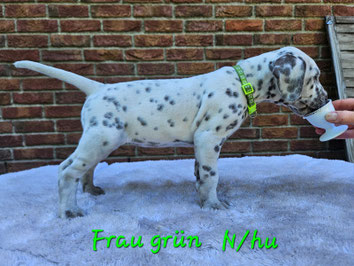 Miss Grün N/hu 25.05.2026