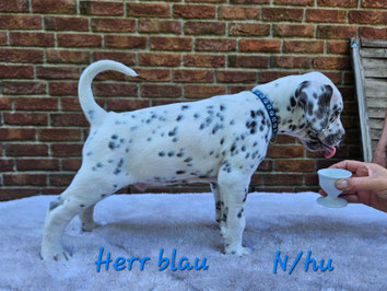 Mister Blau N/hu 25.05.2026