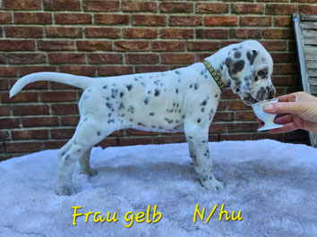 Miss Gelb N/hu 25.05.2026