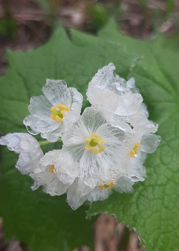 サンカヨウ。高山植物。雨に濡れると白い花がクリスタル？スケルトン？シースルー？に