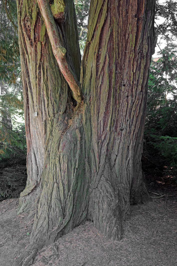 Weihrauchzeder auf der Insel Mainau