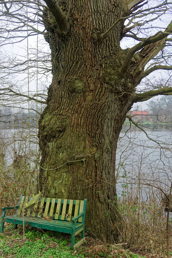 Eiche am See beim Gut Marutendorf