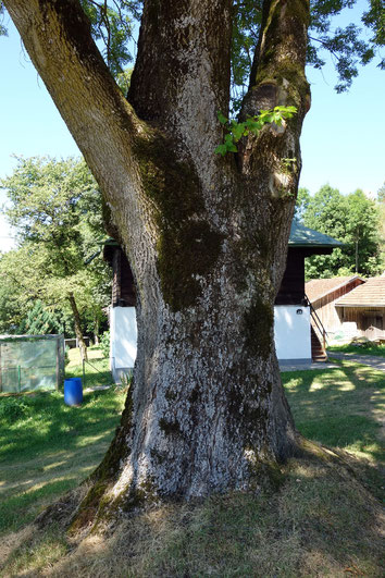 Esche bei der Ruine Weißenstein in Weißenstein