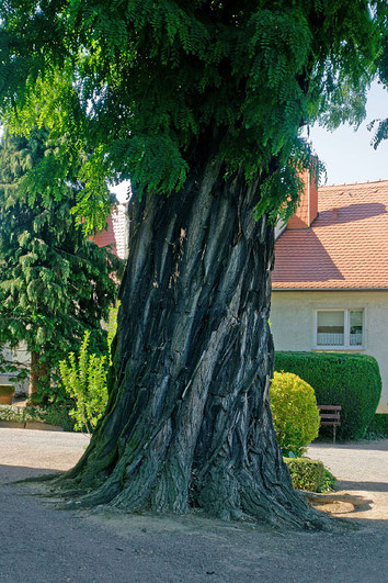 Robinie auf dem Friedhof bei Mutzschen