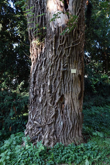 Japanischer Schnurbaum im Hohenheimer Garten in Hohenheim