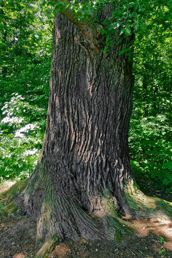 Eiche im Schlosspark Machern bei Machern