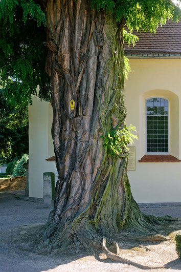 Robinie auf dem Friedhof bei Mutzschen