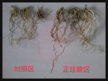 グリーン化学 ブログ 肥料 植物活性液の販売で農協にも支持されている グリーン化学