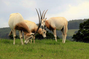 fiche animaux oryx gazelle contre oryx algazelle