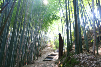 shiraishijima bamboo forest hiking path