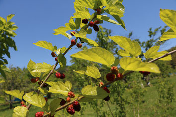 shiraishi jima mulberry organic fulit