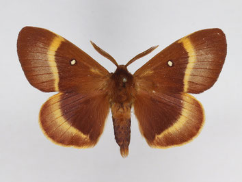 Glucken - Lasiocampa quercus - Eichenspinner