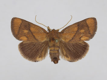 Schneckenspinner - Limacodidae - Apoda limacodes