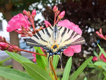 Segelfalter Iphiclides podalirius in Sachsen Tagfalter Pollrich