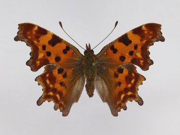 Edelfalter - Polygonia c-album - C-Falter