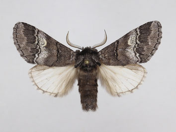 Zahnspinner - Drymonia querna - Weißbinden-Zahnspinner