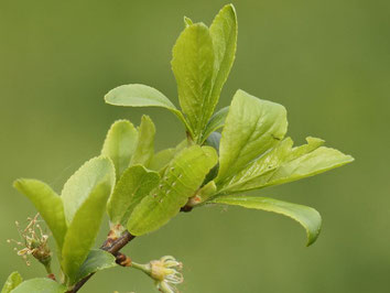 Pflaumen-Zipfelfalter Satyrium pruni in Sachsen Tagfalter Pollrich