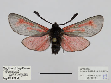 Zygaena minos. - Vogtland, Umg. Plauen bei Rodau, 07.1986, MfN Chemnitz, leg. K. Ebert