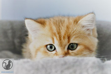 Rassekatzen BKH Kätzchen Kitten Wurf 2019 mit Stammbaum vom Züchter. .Liebe BLH BKH in der Farbe ticked tabby und in der Fell Farbe spotted tabby  