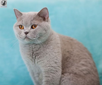 BKH Deckkater und Vater des Katzenbabys BKH Elina. BKH Kater Farbe der Augen in starkem Kupfer. Er ist nicht colourpoint oder tabby