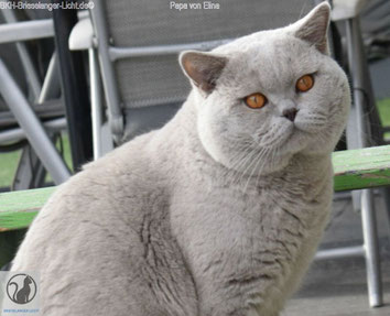 BKH Deckkater und Vater des Katzenbabys BKH Elina. BKH Kater Farbe der Augen in starkem Kupfer. Er ist nicht colourpoint oder tabby