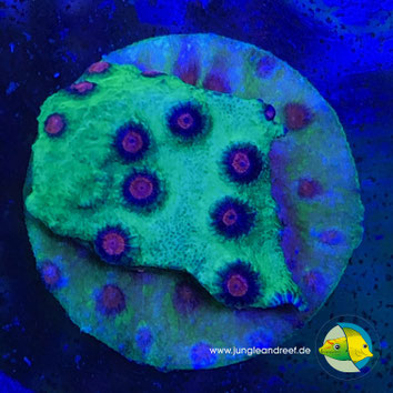 ALIEN POX CYPHASTREA