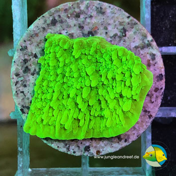 APPLE GREEN MONTIPORA CAP