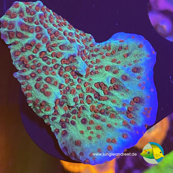 JEDI MIND TRICK MONTIPORA