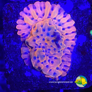 JR JUGGERNAUT MONTIPORA