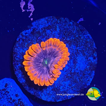 LUNAR ECLIPSE ZOANTHUS - ORANGENE KRUSTENANEMONE