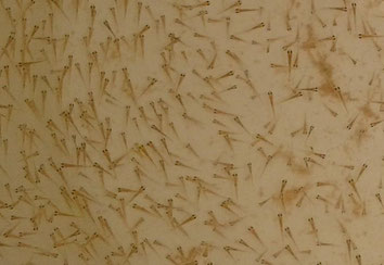 Larvas de tenca producidas en Tencas Atanasio.