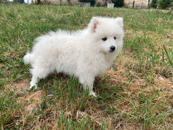 Anastasia, chiot femelle disponible