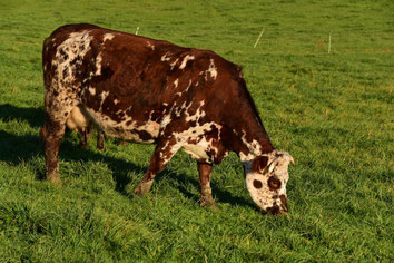 Les plus belles vaches Normandes