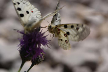 papillon Apollon