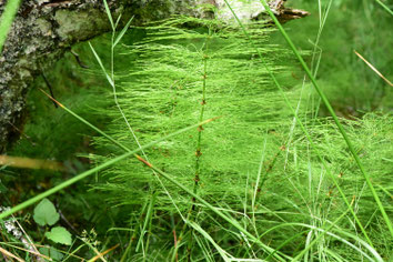Vert