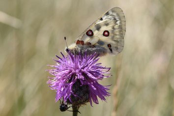 papillon Apollon