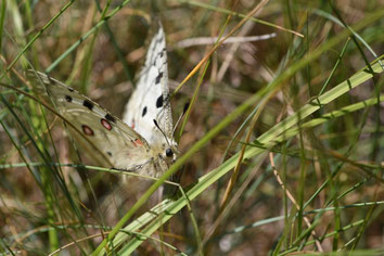 papillon Apollon