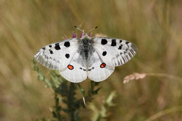 papillon Apollon