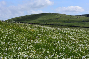 Ronde des fleurs en Aubrac