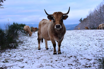 Les plus belles vaches Aubrac