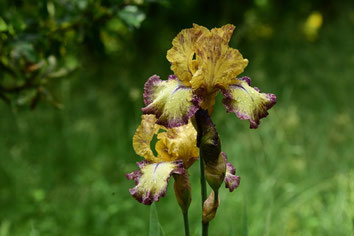 Iriseraie