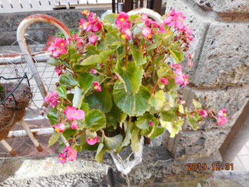 植え替え前のラピュタ鉢のピンクのベゴニアです。