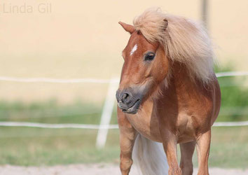 Fotovorlage Ponystute von Linda Gil